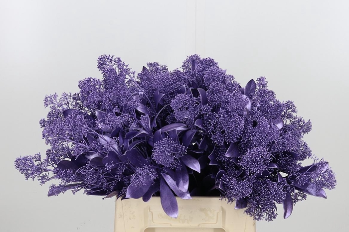 <h4>Skimmia Kl Bh Metal Milka</h4>