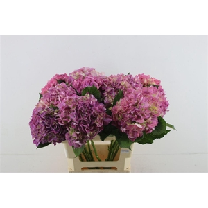 Hydr. M Scarlet Purple 60-17