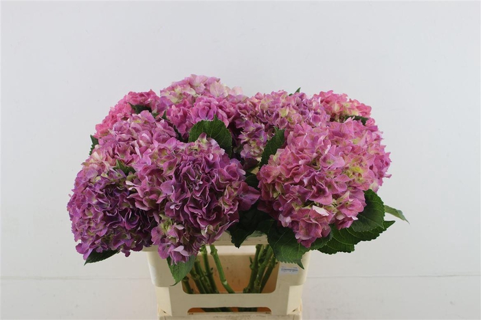 <h4>Hydr. M Scarlet Purple 60-17</h4>