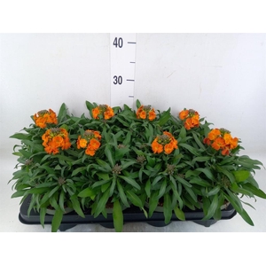 Erysimum  'Leya Orange Glow'
