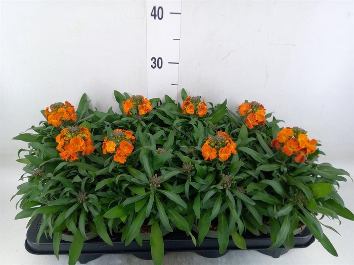 <h4>Erysimum  'Leya Orange Glow'</h4>