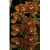 Cymbidium 12/15 Brown Bl pst