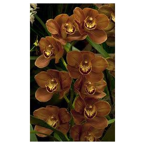 Cymbidium 8/11 Brown Bl pst