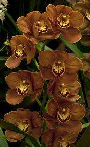 Cymbidium 8/11 Brown Bl pst