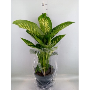 Dieffenbachia seg. 'Reeva'
