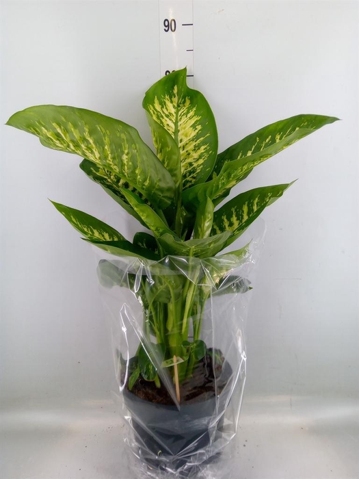 <h4>Dieffenbachia seg. 'Reeva'</h4>