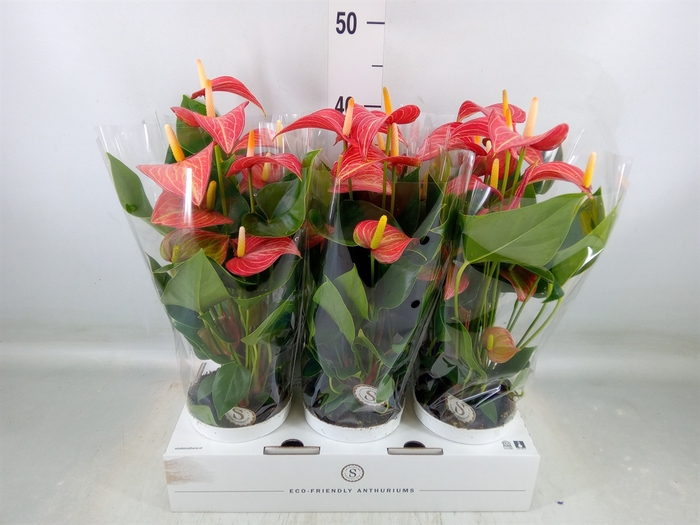 <h4>Anthurium andr. 'Livium  Brillante'</h4>