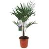 Trachycarpus fortunei