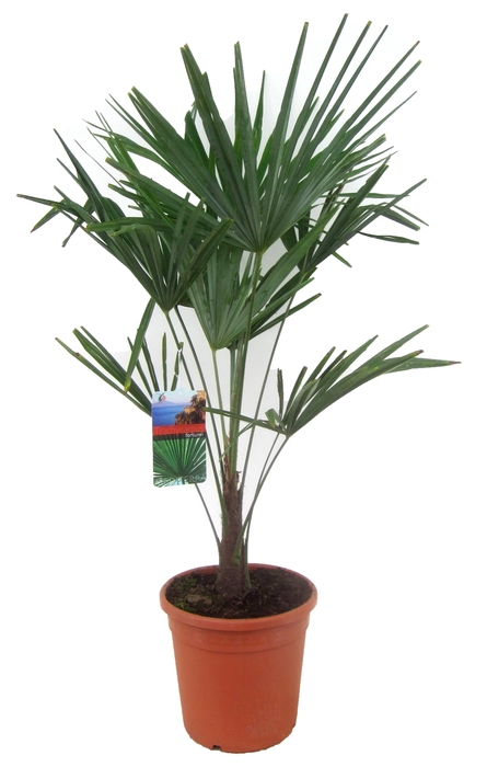 Trachycarpus fortunei