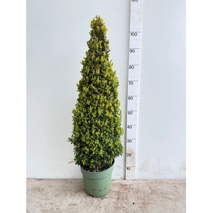 BUXU SEMPERVIRENS