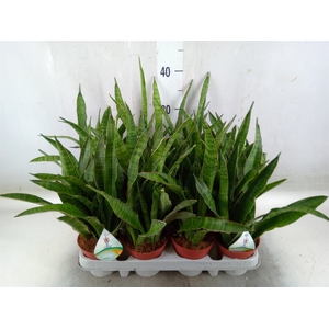 Sansevieria zeylanica 'Greenline'