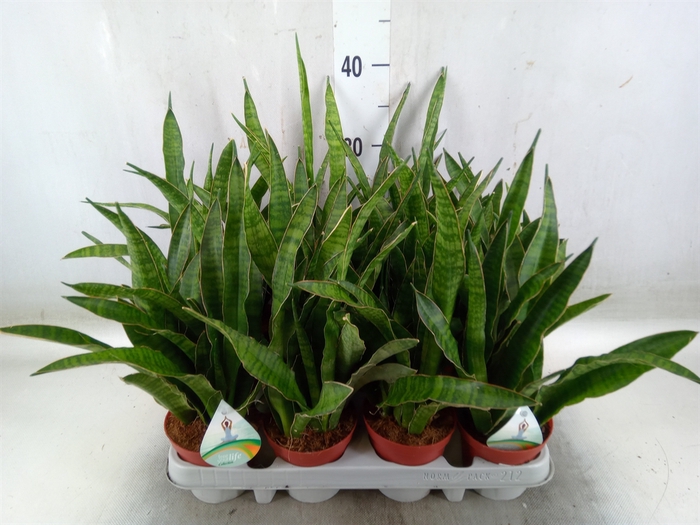 <h4>Sansevieria zeylanica 'Greenline'</h4>