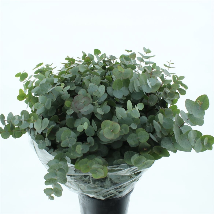 <h4>Euca Cinerea Long 200grams Albenga</h4>