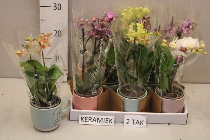 <h4>ARR PHAL MT</h4>