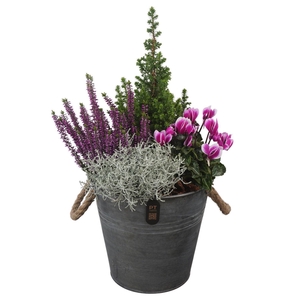 Arr.   Tuinplanten H%