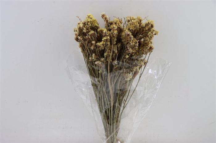 <h4>Dried Limonium Statice Champagne Bunch Slv</h4>