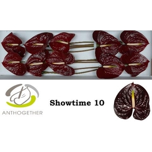 Anthurium andr. 'Showtime'