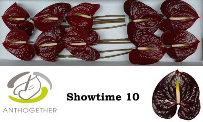 <h4>Anthurium andr. 'Showtime'</h4>