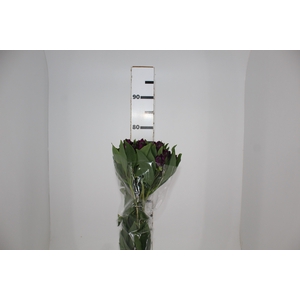 ALSTROEMERIA BLACK JACK 080 CM