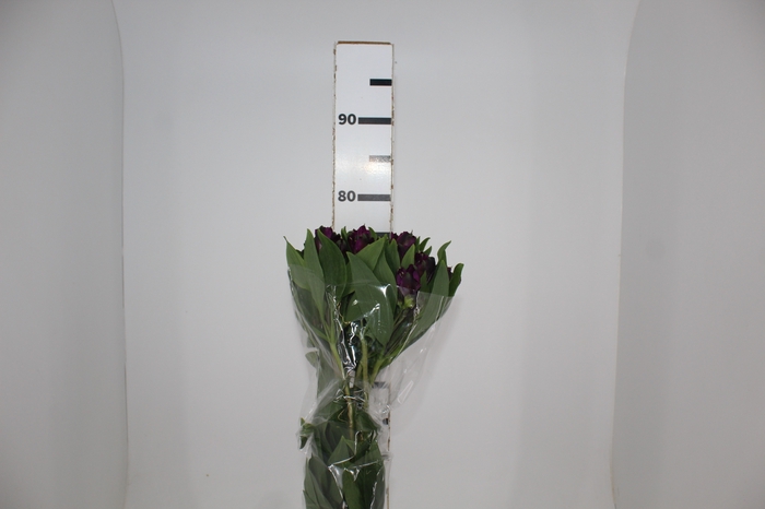 <h4>ALSTROEMERIA BLACK JACK 080 CM</h4>