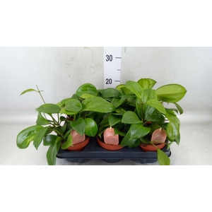 Hoya latifolia 'Rangsan'