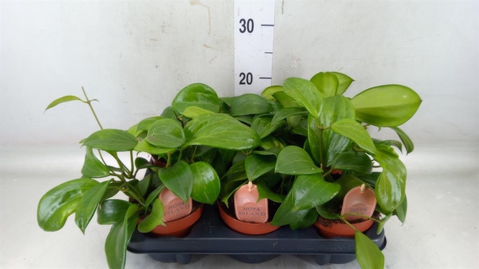 <h4>Hoya latifolia 'Rangsan'</h4>