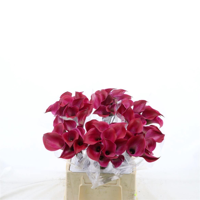<h4>Calla Tokyo</h4>