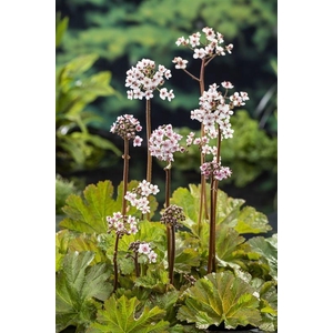 Darmera peltata