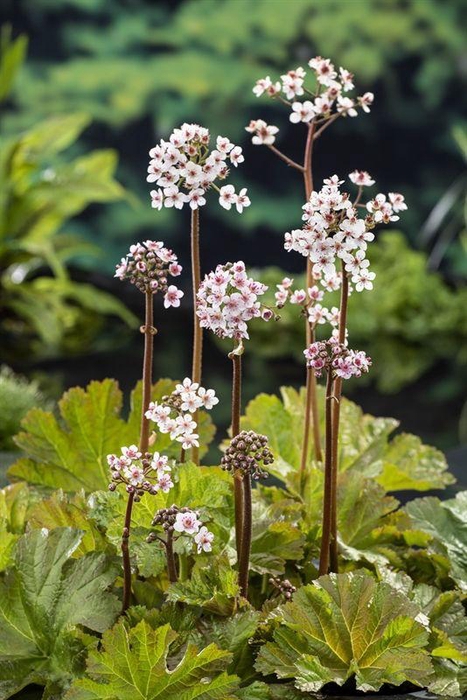 Darmera peltata