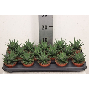 Haworthia 'Universe'