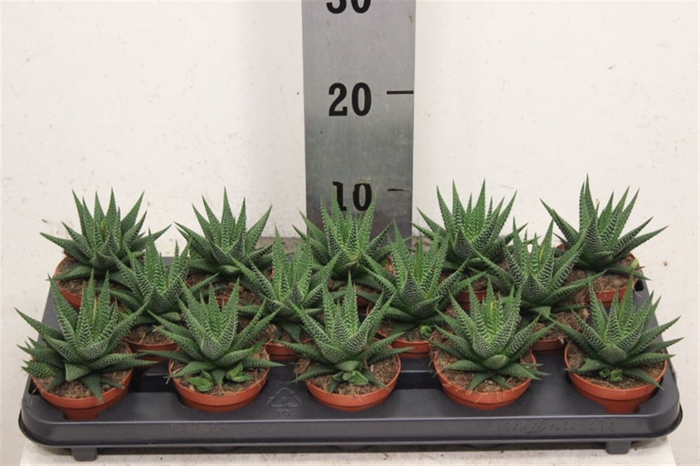 <h4>Haworthia 'Universe'</h4>