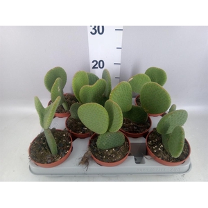 Opuntia