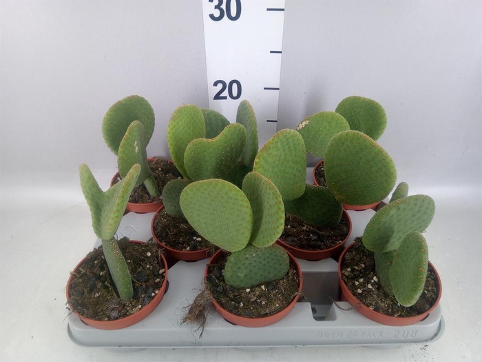 <h4>Opuntia</h4>