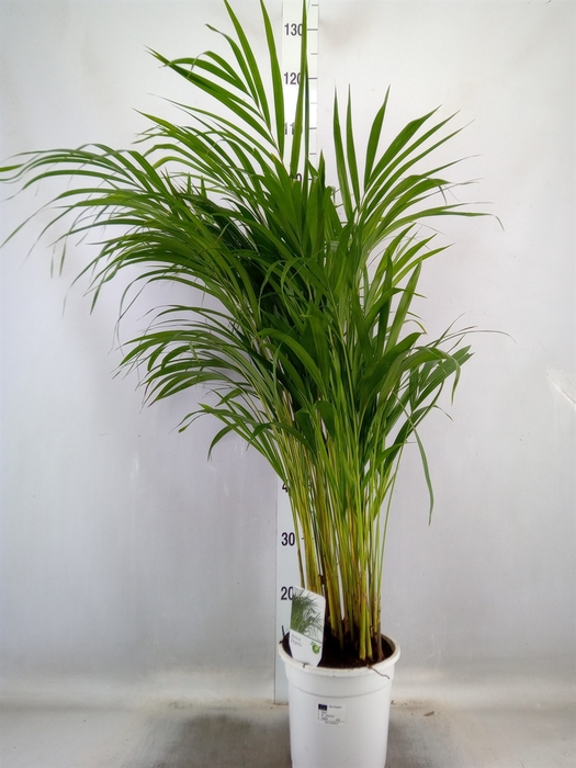 <h4>Dypsis lutescens   ...Chrysalidoca</h4>