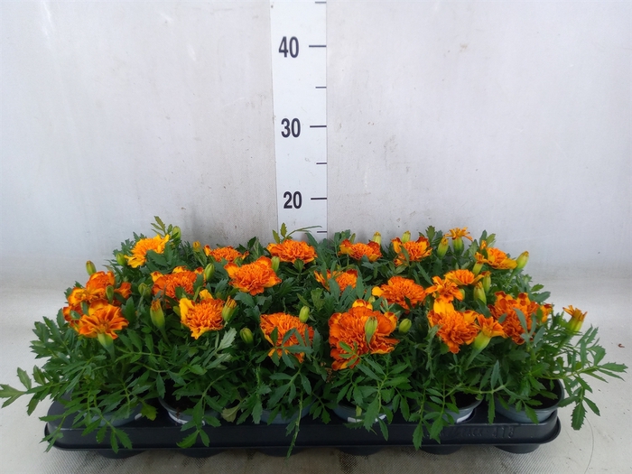 <h4>Tagetes</h4>