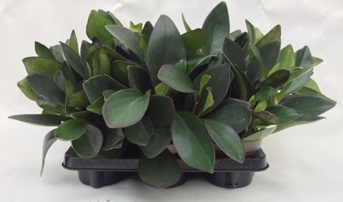 <h4>Peperomia Red Margin</h4>