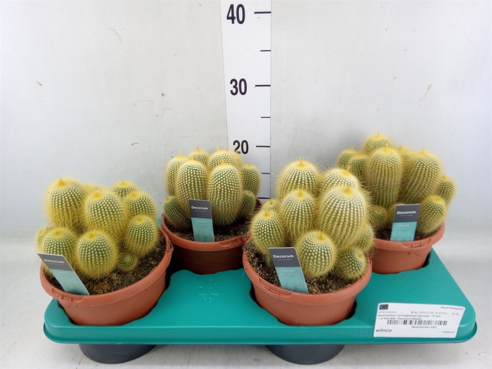 <h4>Cactus   ...</h4>