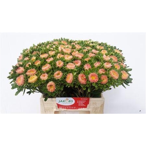 Callistephus Mats Apricot