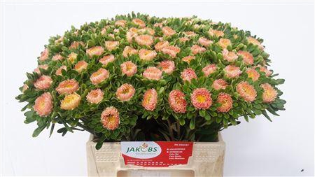 <h4>Callistephus Mats Apricot</h4>