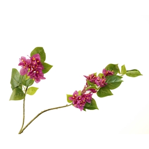 Bougainvillea Purple