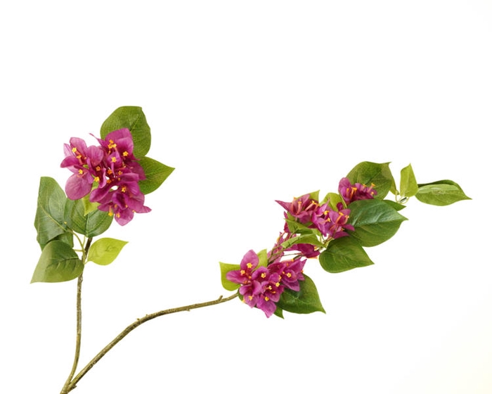 <h4>Bougainvillea Purple</h4>