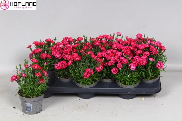 <h4>Dianthus Diantica Early Love</h4>