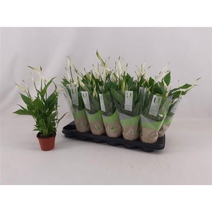 Spathiphyllum 'Chopin'