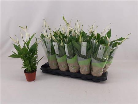<h4>Spathiphyllum 'Chopin'</h4>