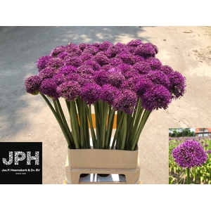 Allium Gla Sensation