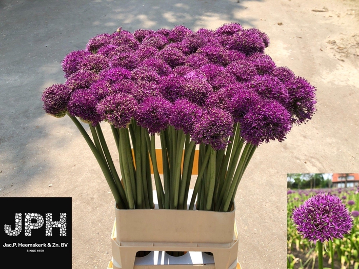 <h4>Allium Gla Sensation</h4>