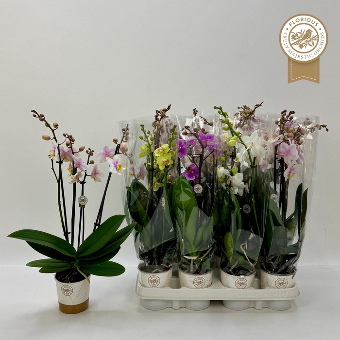 <h4>PHAL GEM</h4>