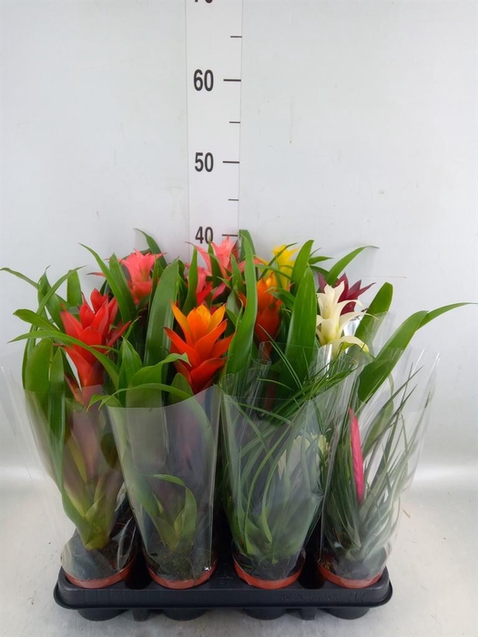<h4>Bromelia   ...mix</h4>