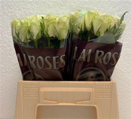 <h4>R Gr Athena</h4>