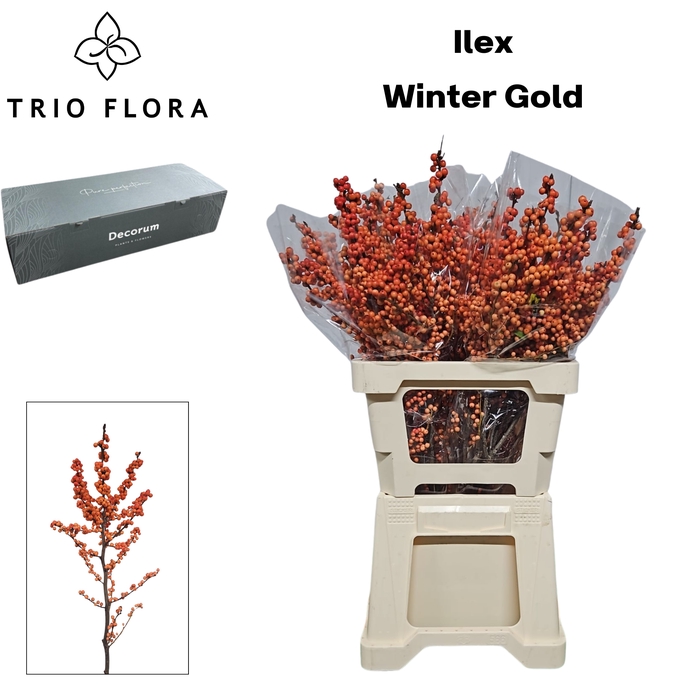 <h4>ILEX VE WINTER GOLD Big Box 50</h4>